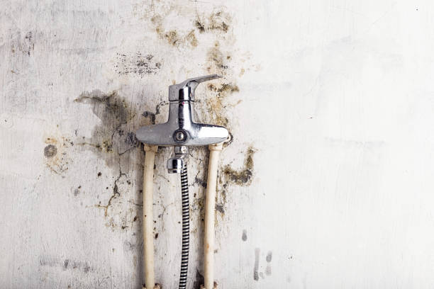 Fort Valley, AZ Mold Removal Company