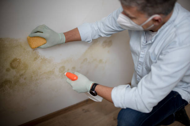 Home Mold Removal in Fort Valley, AZ