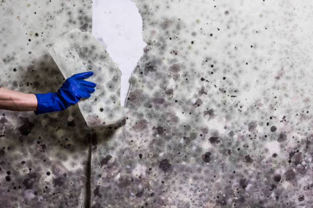 Professional Mold Removal in Fort Valley, AZ