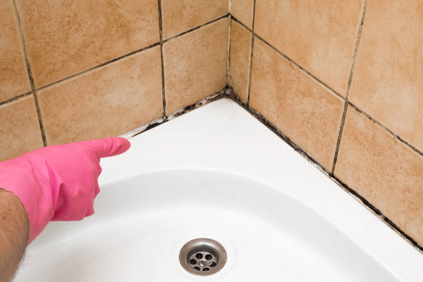 Certified Mold Removal in Fort Valley, AZ