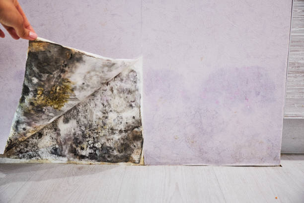 Best Emergency Mold Removal  in Fort Valley, AZ